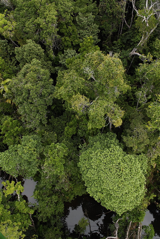 キュランダの植生と山間の住宅_b0014152_571611.jpg