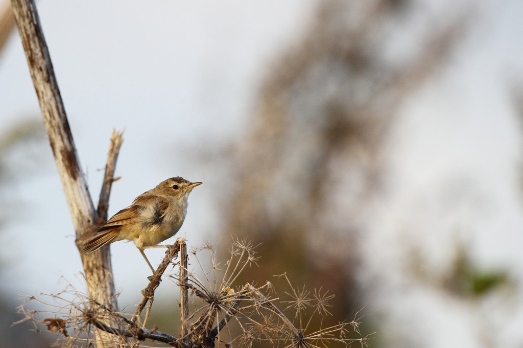 ヒメウタムシクイ＆ヒメウタイムシクイ？_f0132959_20414212.jpg