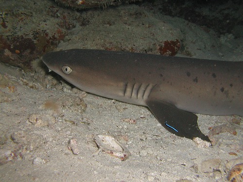 c0180460_1424644.jpg