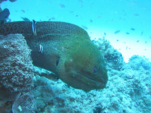 c0180460_1473819.jpg