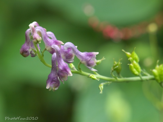 筑波の花1）_b0078874_15255941.jpg