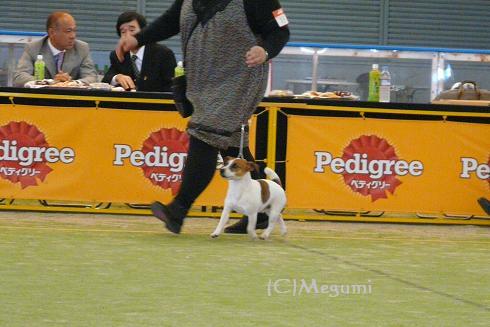 FCI SAITAMA　　INTERNATIONAL　DOG　SHOW　_c0120375_10525062.jpg