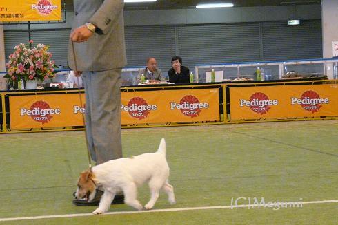 FCI SAITAMA　　INTERNATIONAL　DOG　SHOW　_c0120375_10533855.jpg