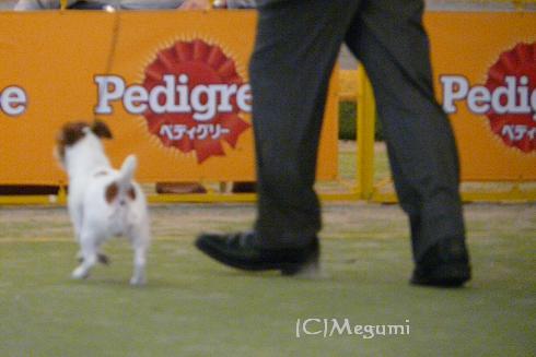 FCI SAITAMA　　INTERNATIONAL　DOG　SHOW　_c0120375_10535948.jpg