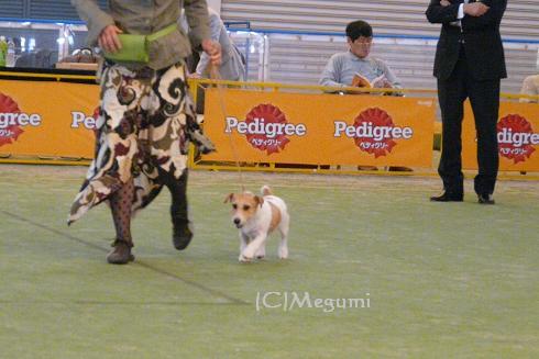 FCI SAITAMA　　INTERNATIONAL　DOG　SHOW　_c0120375_105478.jpg