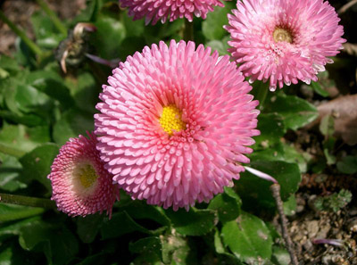 イタリアの国花 デイジー 我が身世にふる ながめせしまに