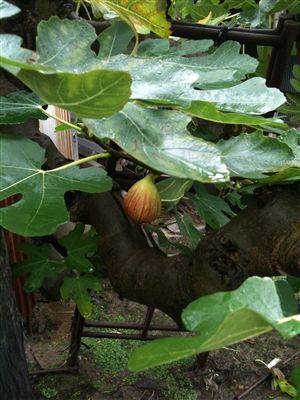 f0001378_14412658.jpg