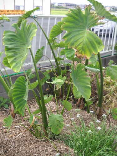 竹の子芋の試し掘りと枝豆の収穫 ブルーベリーの育て方 栽培 ブルーベリー ノート Blueberrynote 竹の子芋の試し掘りと枝豆の収穫 ブルーベリーの育て方 栽培 ブルーベリー ノート Blueberrynote