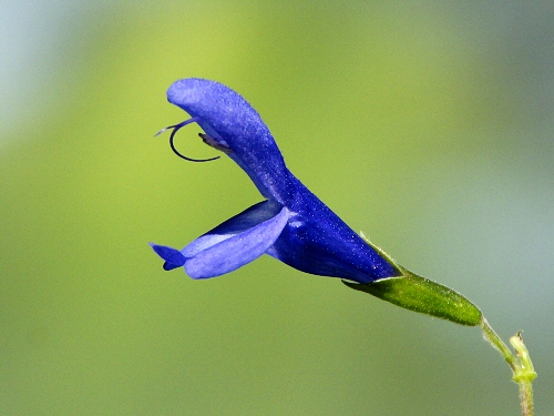 e0156083_8332749.jpg