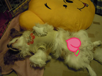 d0044986_738325.jpg