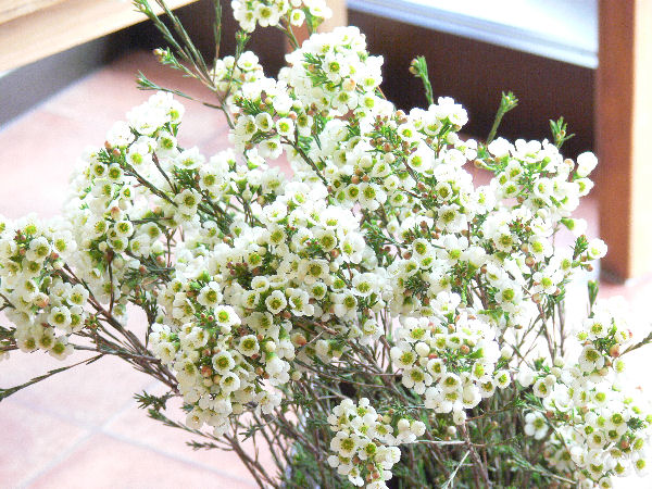 ワックスフラワー フラワーショップデリカの花日記 ワックスフラワー フラワーショップデリカの花日記