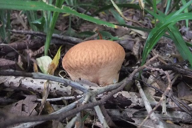 e0070891_18182935.jpg