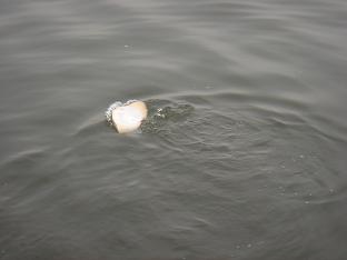 e0147297_23394743.jpg