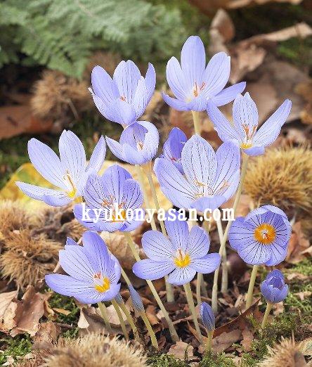 井上まゆ美のお仕事日和