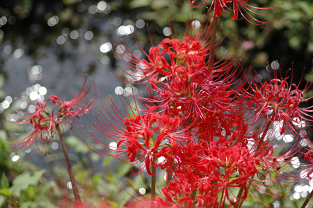 小出川のヒガンバナ　　　（神奈川県茅ケ崎市）_f0228697_1244246.jpg