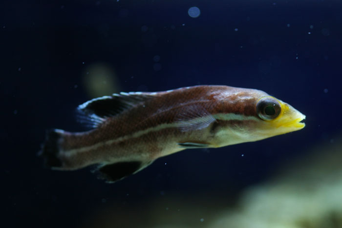 コブダイ 幼魚 水族館ふりーく