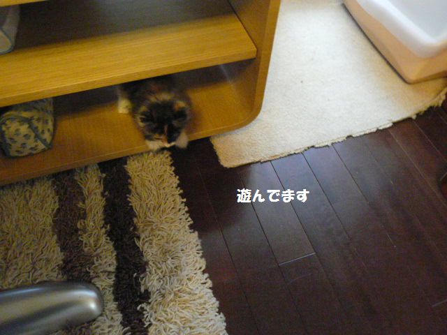 e0094407_16161547.jpg