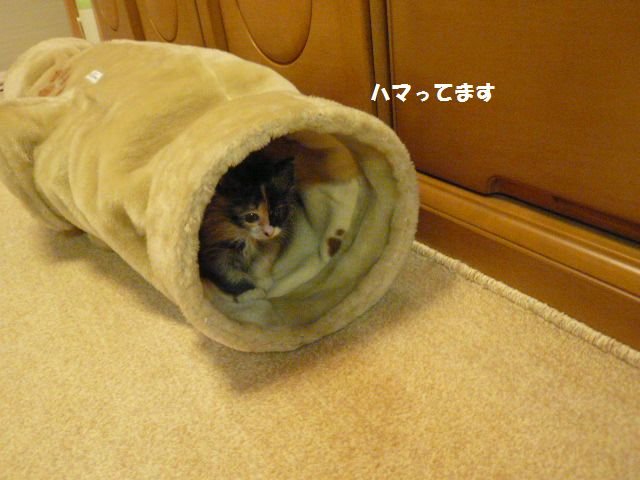 e0094407_1619348.jpg