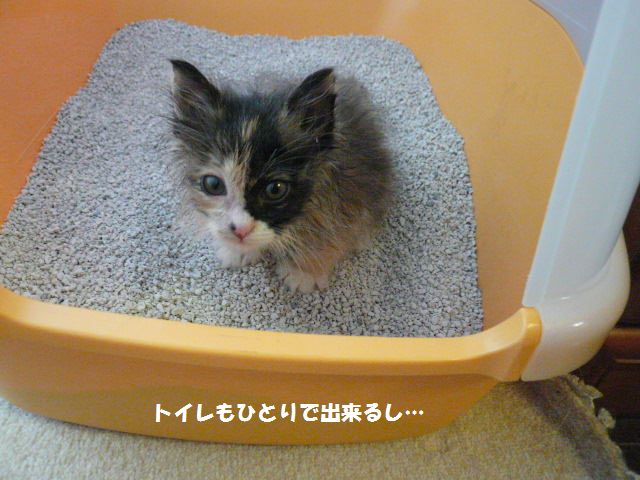 e0094407_1638131.jpg