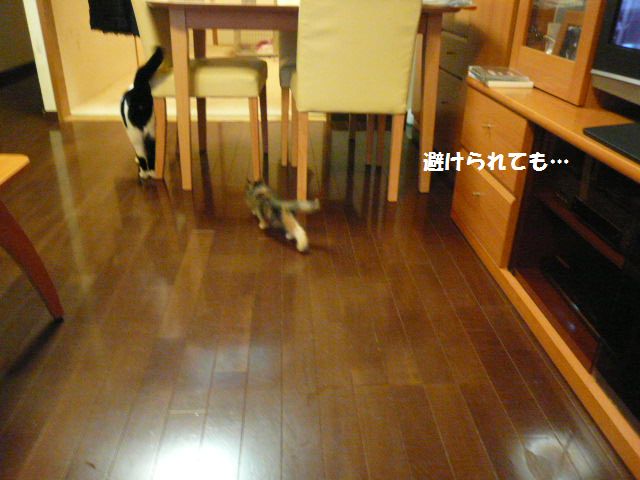 e0094407_16483666.jpg
