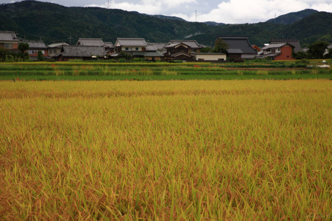 畦道の彼岸花_f0181310_5464369.jpg