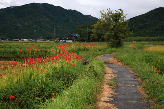 畦道の彼岸花_f0181310_546541.jpg