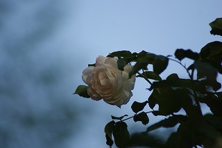 f0170524_16595897.jpg