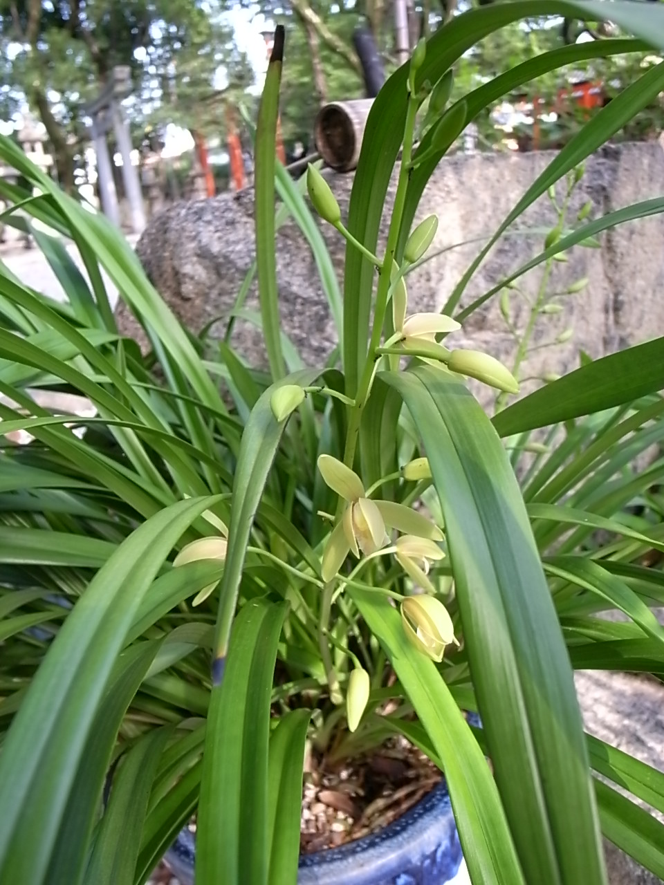 金稜辺蘭のその後2_f0218831_16312131.jpg
