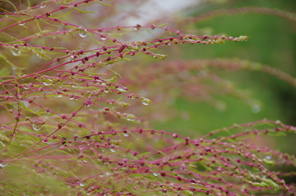 雨、、、コキア_c0214234_16163386.jpg