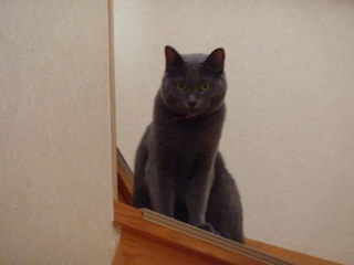 猫のお友だち ロッシーちゃん編。_a0143140_22553843.jpg