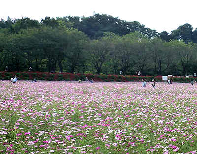 巾着田の曼珠沙華とコスモスは今が満開！_d0039443_918193.jpg