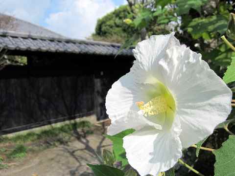 【北鎌倉・東慶寺の初秋】_b0009849_2057023.jpg