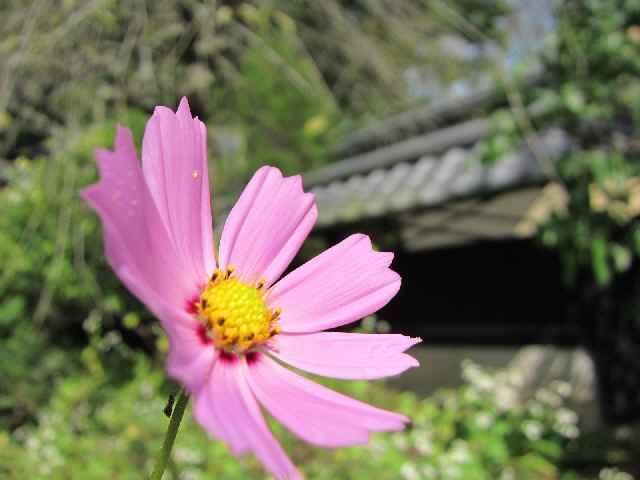 【北鎌倉・東慶寺の初秋】_b0009849_20595774.jpg