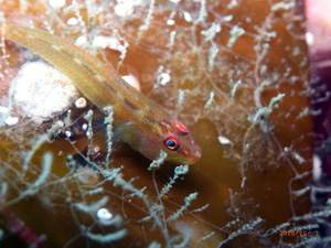 d0058549_1715515.jpg