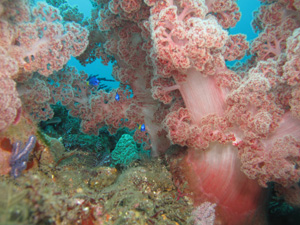d0058549_1775340.jpg