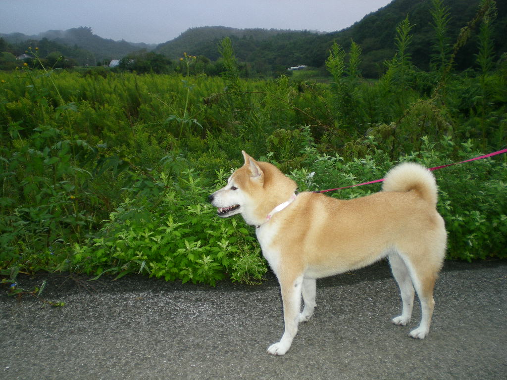 2010年10月5日(火)秋さかり!_f0060461_10281895.jpg