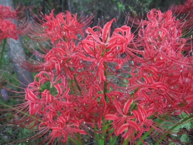 c0134862_21513838.jpg