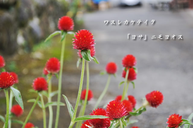 朝地町/牟礼鶴酒造/ワスレカケテイタ「ヨサ」ニモヨオス②_f0234062_13484693.jpg