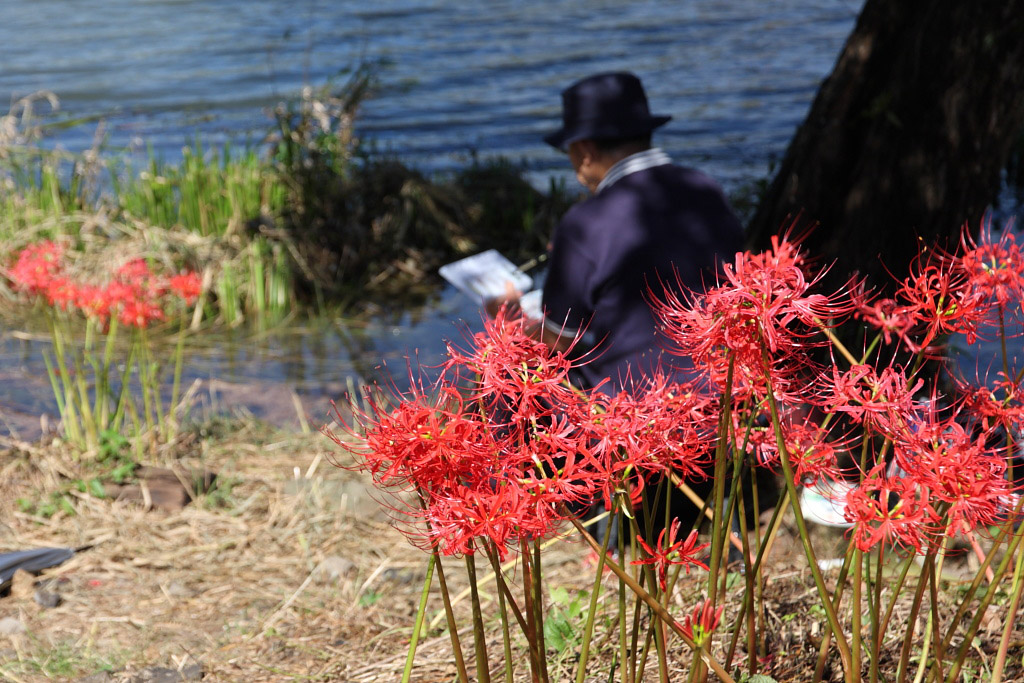 　　津屋川の彼岸花　３_f0129465_6233199.jpg