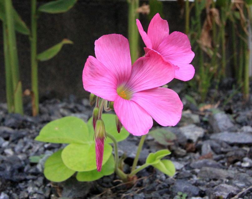 イモカタバミ(芋方喰)_a0107574_7492045.jpg
