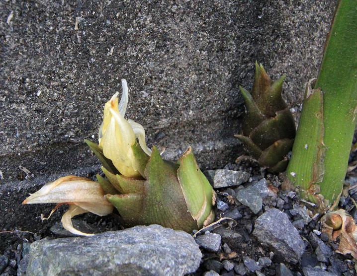 イモカタバミ(芋方喰)_a0107574_8243329.jpg