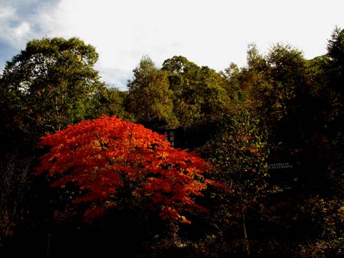 紅葉情報_e0120896_17155230.jpg