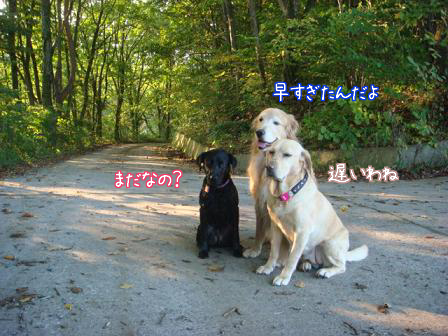 友達犬がたくさんいるって幸せなこと_f0064906_17513089.jpg