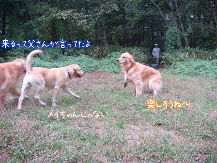 友達犬がたくさんいるって幸せなこと_f0064906_17585521.jpg