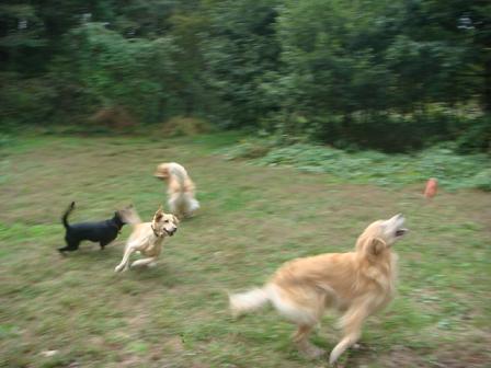 友達犬がたくさんいるって幸せなこと_f0064906_180063.jpg