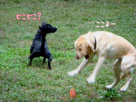 友達犬がたくさんいるって幸せなこと_f0064906_1824761.jpg