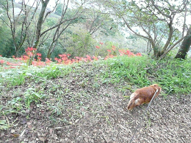 小梅堂、とっちゃん家、城山公園_b0116313_2015371.jpg