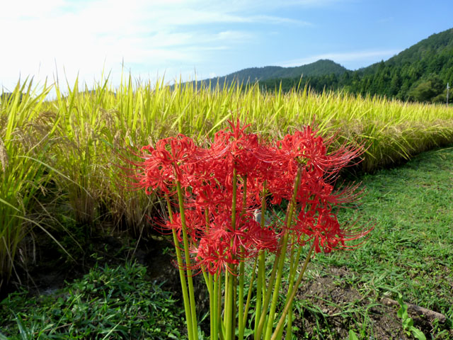 美山の中風寺_e0048413_21485970.jpg