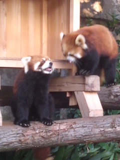 野毛山動物園_c0042814_5385328.jpg