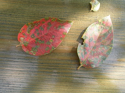 b0138522_23432925.jpg